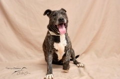 BUDDY Imagen 10